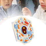 Maxbell Cell Anatomy Model Teaching Birthday Toy Study Classroom Biology Science Kit Animal Cell Model