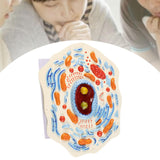 Maxbell Cell Anatomy Model Teaching Birthday Toy Study Classroom Biology Science Kit Animal Cell Model