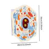Maxbell Cell Anatomy Model Teaching Birthday Toy Study Classroom Biology Science Kit Animal Cell Model