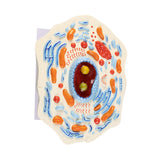 Maxbell Cell Anatomy Model Teaching Birthday Toy Study Classroom Biology Science Kit Animal Cell Model