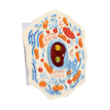 Maxbell Cell Anatomy Model Teaching Birthday Toy Study Classroom Biology Science Kit Animal Cell Model