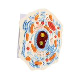 Maxbell Cell Anatomy Model Teaching Birthday Toy Study Classroom Biology Science Kit Animal Cell Model