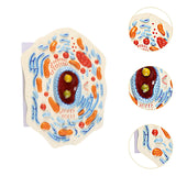 Maxbell Cell Anatomy Model Teaching Birthday Toy Study Classroom Biology Science Kit Animal Cell Model