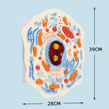 Maxbell Cell Anatomy Model Teaching Birthday Toy Study Classroom Biology Science Kit Animal Cell Model