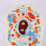 Maxbell Cell Anatomy Model Teaching Birthday Toy Study Classroom Biology Science Kit Animal Cell Model