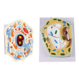 Maxbell Cell Anatomy Model Teaching Birthday Toy Study Classroom Biology Science Kit Animal Cell Model