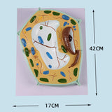 Maxbell Cell Anatomy Model Teaching Birthday Toy Study Classroom Biology Science Kit Plant Cell Model
