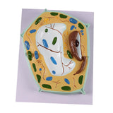 Maxbell Cell Anatomy Model Teaching Birthday Toy Study Classroom Biology Science Kit Plant Cell Model