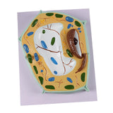 Maxbell Cell Anatomy Model Teaching Birthday Toy Study Classroom Biology Science Kit Plant Cell Model