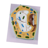 Maxbell Cell Anatomy Model Teaching Birthday Toy Study Classroom Biology Science Kit Plant Cell Model