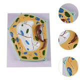 Maxbell Cell Anatomy Model Teaching Birthday Toy Study Classroom Biology Science Kit Plant Cell Model