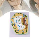 Maxbell Cell Anatomy Model Teaching Birthday Toy Study Classroom Biology Science Kit Plant Cell Model