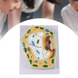 Maxbell Cell Anatomy Model Teaching Birthday Toy Study Classroom Biology Science Kit Plant Cell Model