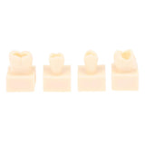 Maxbell 8Pcs Resin Teeth Model Set Educational Use Practice Tools for Teaching Study