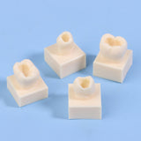 Maxbell 8Pcs Resin Teeth Model Set Educational Use Practice Tools for Teaching Study