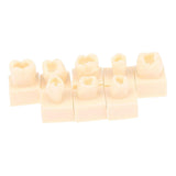 Maxbell 8Pcs Resin Teeth Model Set Educational Use Practice Tools for Teaching Study