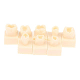 Maxbell 8Pcs Resin Teeth Model Set Educational Use Practice Tools for Teaching Study