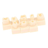 Maxbell 8Pcs Resin Teeth Model Set Educational Use Practice Tools for Teaching Study