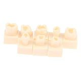 Maxbell 8Pcs Resin Teeth Model Set Educational Use Practice Tools for Teaching Study