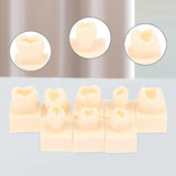 Maxbell 8Pcs Resin Teeth Model Set Educational Use Practice Tools for Teaching Study