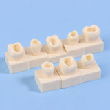 Maxbell 8Pcs Resin Teeth Model Set Educational Use Practice Tools for Teaching Study