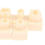 Maxbell 8Pcs Resin Teeth Model Set Educational Use Practice Tools for Teaching Study