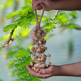 Maxbell Nutshell Handbell Handmade Gifts Shell Nut Shaker for Holiday Parties Adults Height 37cm