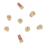 Dentistry Exam Open Pulp Root Canal Model in Vitro Dental Pulp Cavity 0.4×0.4×1.6 inches