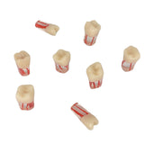 Dentistry Exam Open Pulp Root Canal Model in Vitro Dental Pulp Cavity 0.4×0.4×1.6 inches