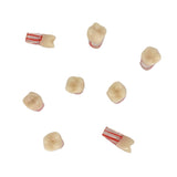 Dentistry Exam Open Pulp Root Canal Model in Vitro Dental Pulp Cavity 0.4×0.4×1.6 inches