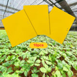 Maxbell 4xSticky Traps Insect Catcher Traps Plant Gnat Catcher  10pcs