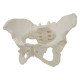 Maxbell Life Size Female Pelvic Model Anatomical Models for Kids Learning Classroom