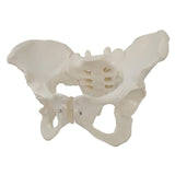 Maxbell Life Size Female Pelvic Model Anatomical Models for Kids Learning Classroom