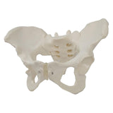 Maxbell Life Size Female Pelvic Model Anatomical Models for Kids Learning Classroom