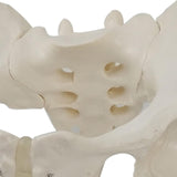 Maxbell Life Size Female Pelvic Model Anatomical Models for Kids Learning Classroom