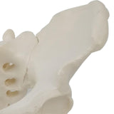 Maxbell Life Size Female Pelvic Model Anatomical Models for Kids Learning Classroom