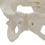 Maxbell Life Size Female Pelvic Model Anatomical Models for Kids Learning Classroom