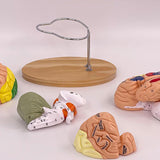 Maxbell 2x Enlarged Human Brain Model 4 Parts for Learning Psychology Teaching Study