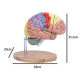 Maxbell 2x Enlarged Human Brain Model 4 Parts for Learning Psychology Teaching Study