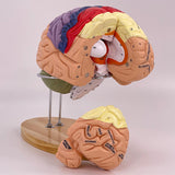 Maxbell 2x Enlarged Human Brain Model 4 Parts for Learning Psychology Teaching Study