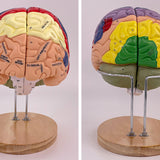 Maxbell 2x Enlarged Human Brain Model 4 Parts for Learning Psychology Teaching Study