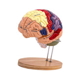 Maxbell 2x Enlarged Human Brain Model 4 Parts for Learning Psychology Teaching Study