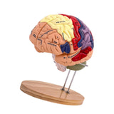 Maxbell 2x Enlarged Human Brain Model 4 Parts for Learning Psychology Teaching Study