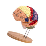 Maxbell 2x Enlarged Human Brain Model 4 Parts for Learning Psychology Teaching Study