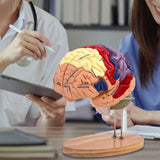 Maxbell 2x Enlarged Human Brain Model 4 Parts for Learning Psychology Teaching Study