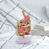 Maxbell Human Stomach Anatomy Model for Study Display Office Classroom Demonstration
