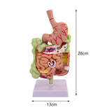 Maxbell Human Stomach Anatomy Model for Study Display Office Classroom Demonstration