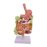 Maxbell Human Stomach Anatomy Model for Study Display Office Classroom Demonstration