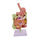 Maxbell Human Stomach Anatomy Model for Study Display Office Classroom Demonstration