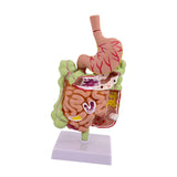 Maxbell Human Stomach Anatomy Model for Study Display Office Classroom Demonstration
